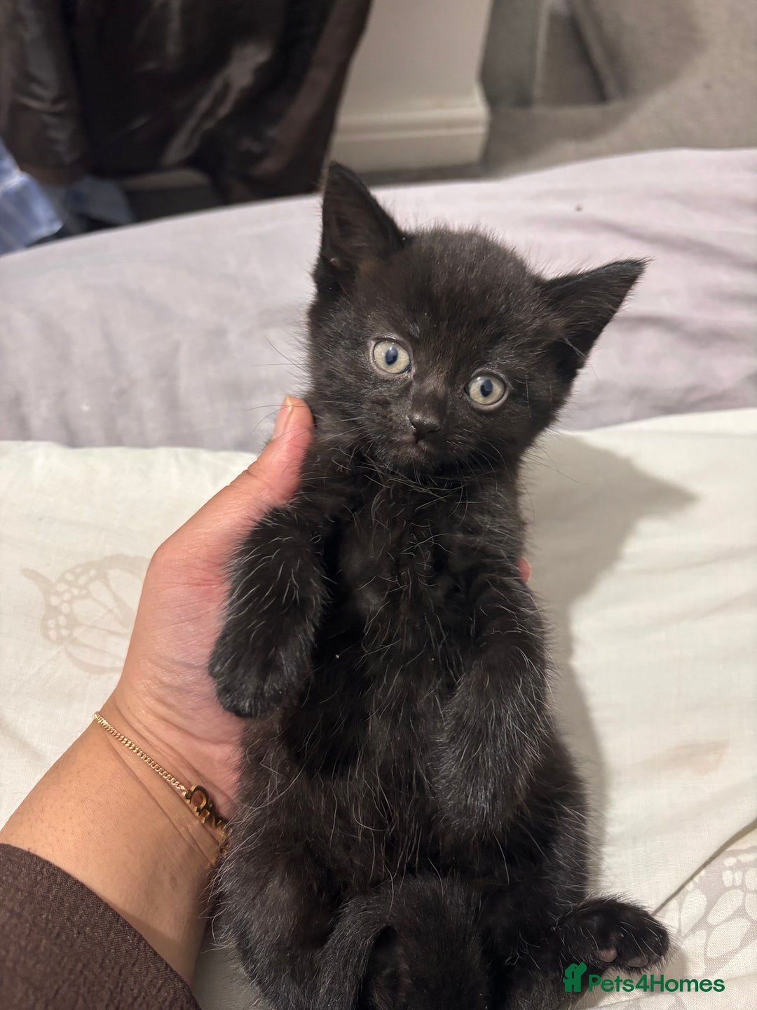 British Shorthair cats for sale: 3 black and 1 tabby looking for a home - Image 2