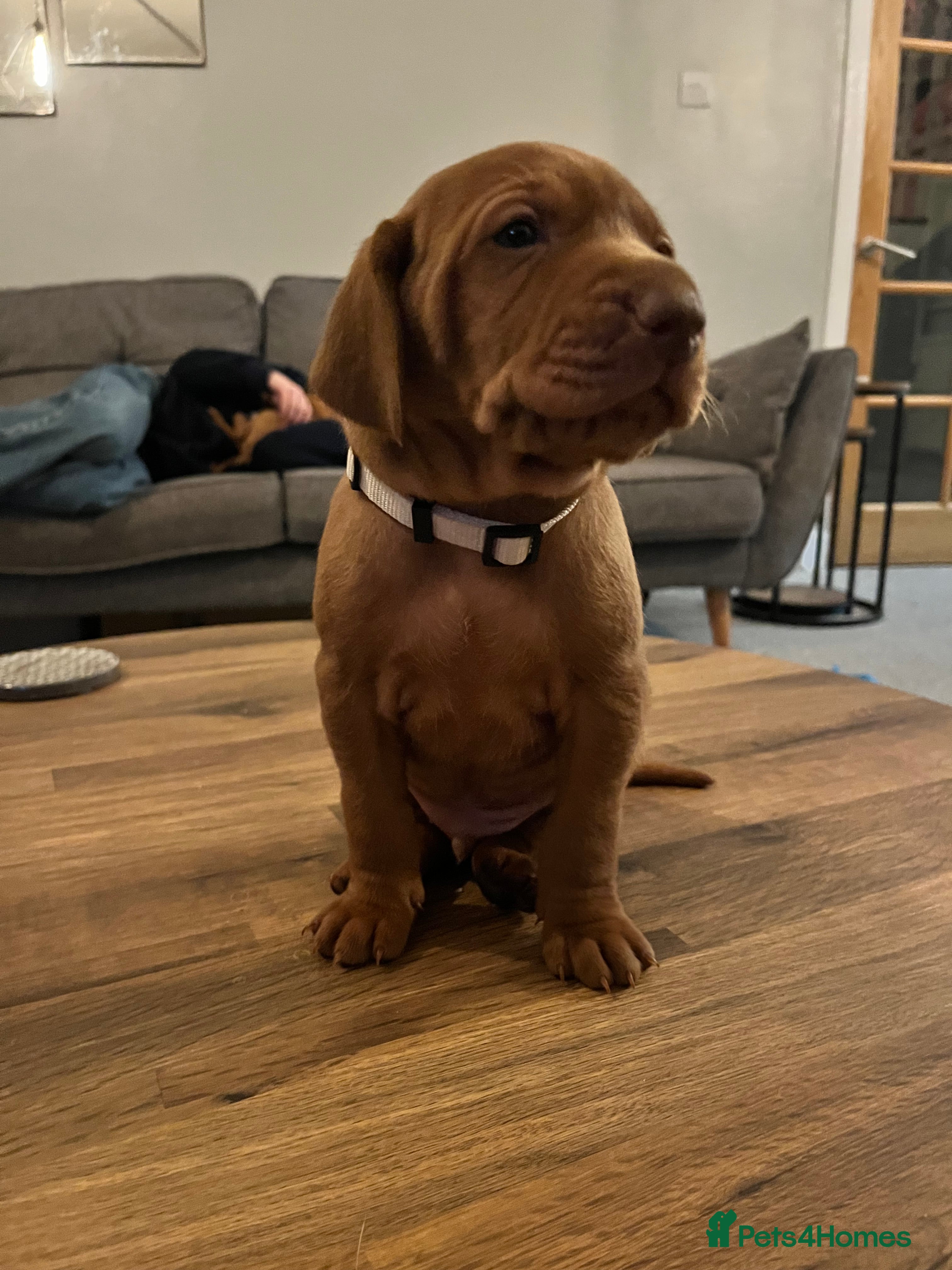 Hungarian Vizsla dogs 8 stunning Vizsla puppies  - Advert 12