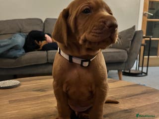 Hungarian Vizsla dogs 8 stunning Vizsla puppies - Advert 5