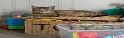 British Shorthair cats for sale: 4 month old Male tabby kitten in Birmingham - Advert 3
