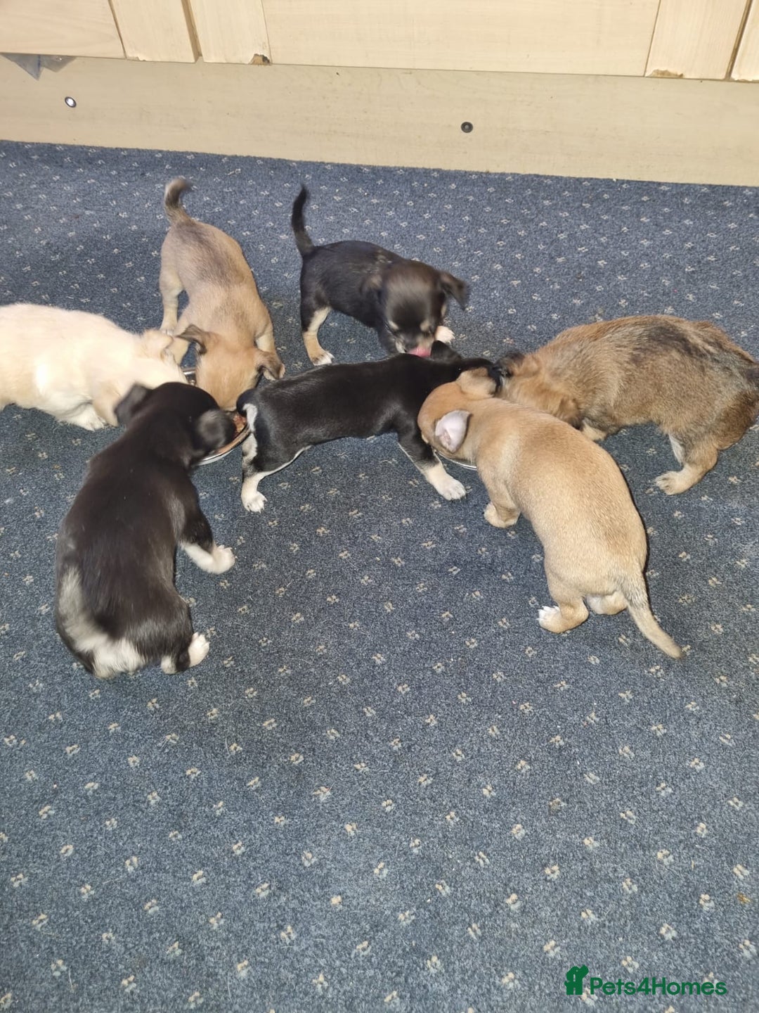 Chihuahua dogs for sale: Chihuahua Puppies For Sale - Advert 19