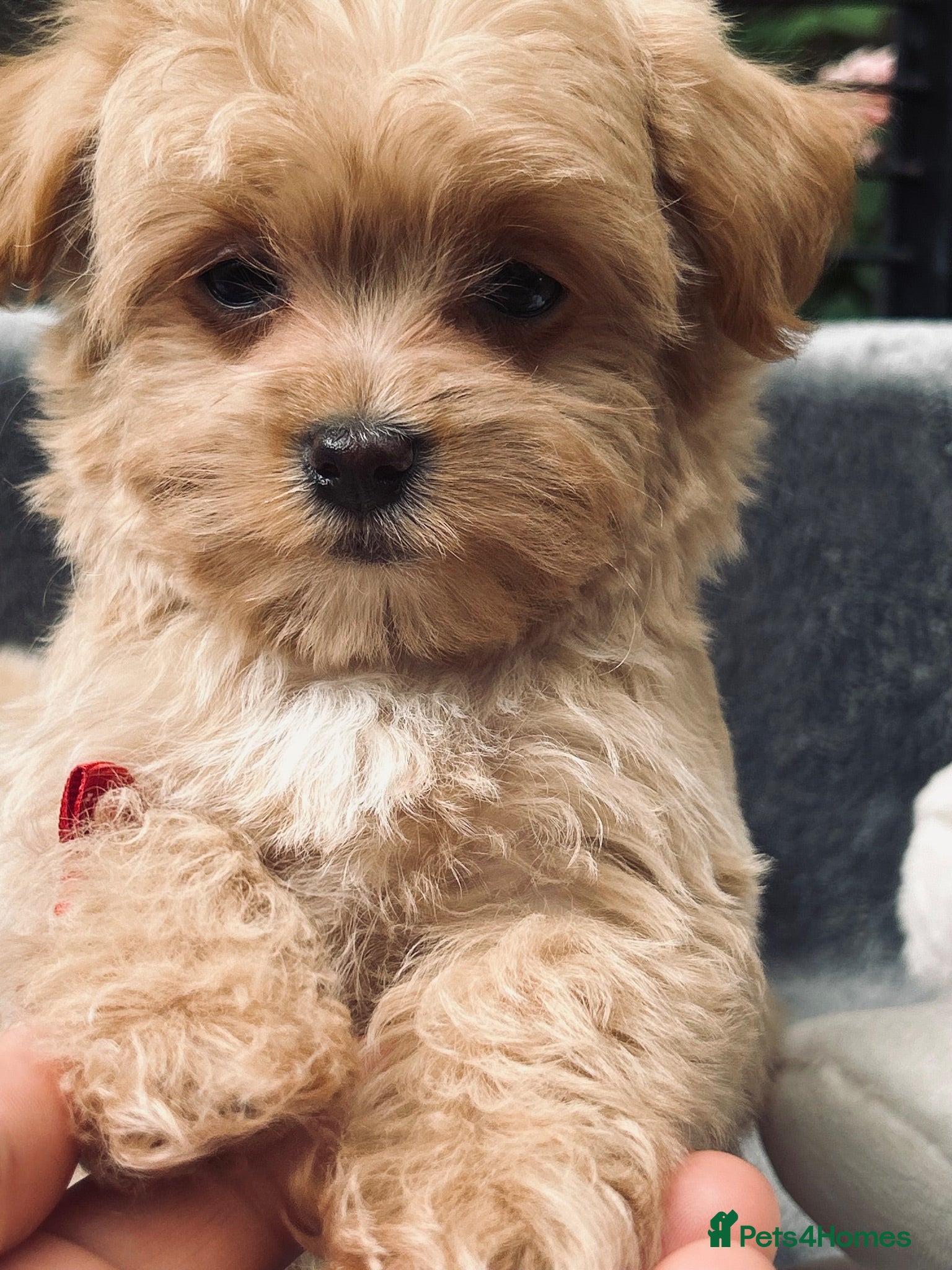 Maltipoo dogs  **  Miny Maltipoo – Beautiful Teddy Bear Face - Advert 2