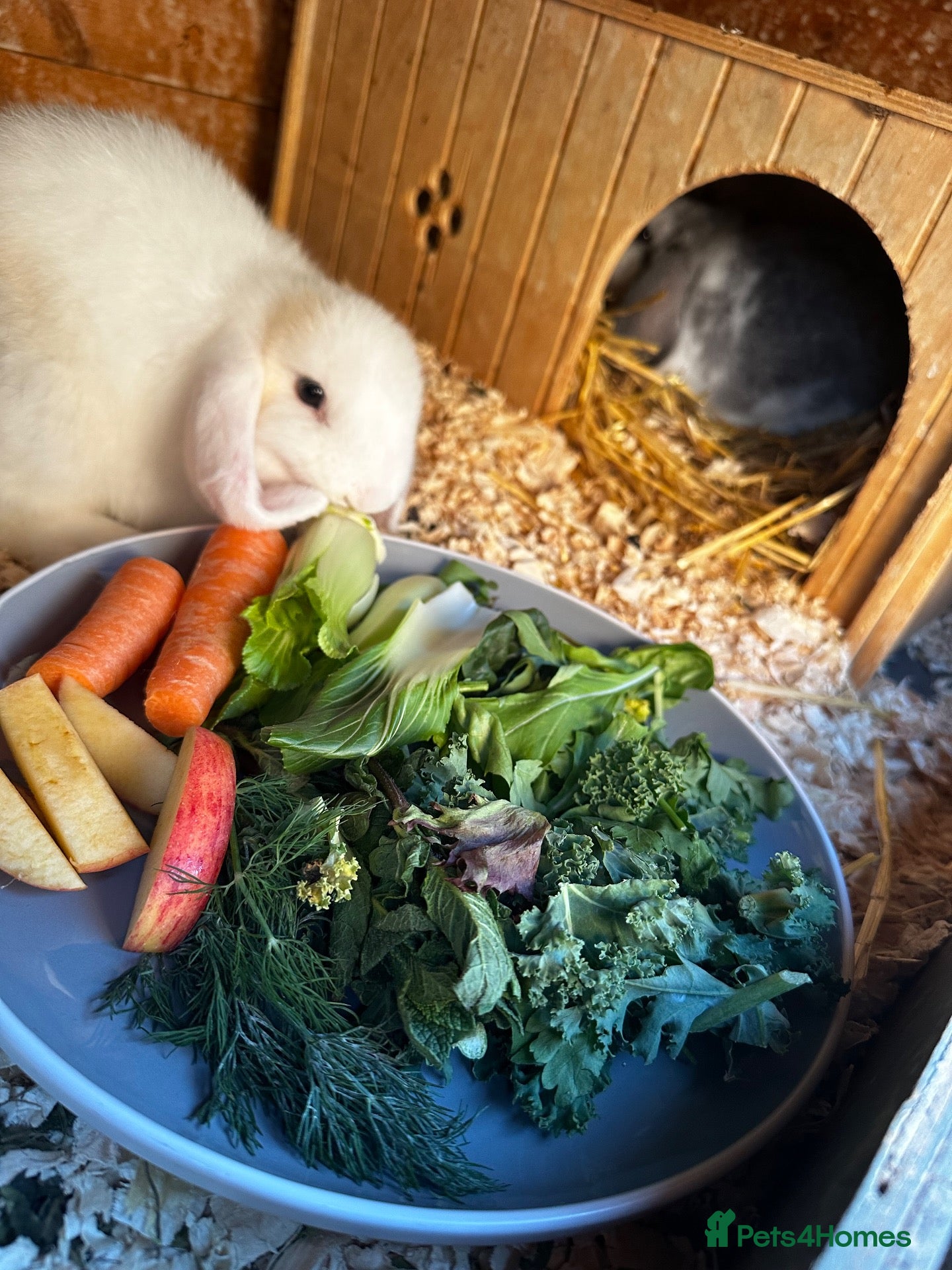 English Lop rabbits Two bonded rabbits  - Advert 2