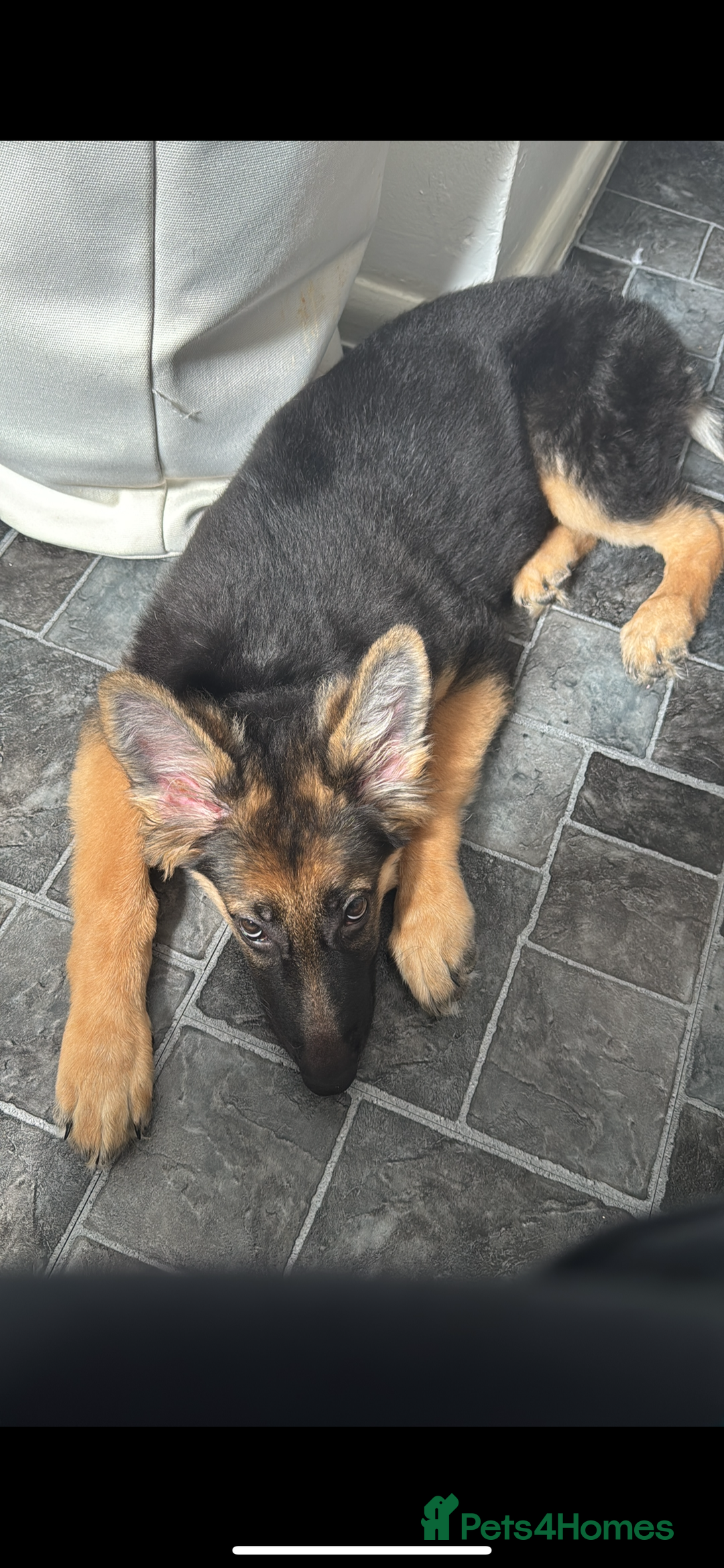German Shepherd dogs for sale: Beautiful 8 month old German shepherd - Advert 5