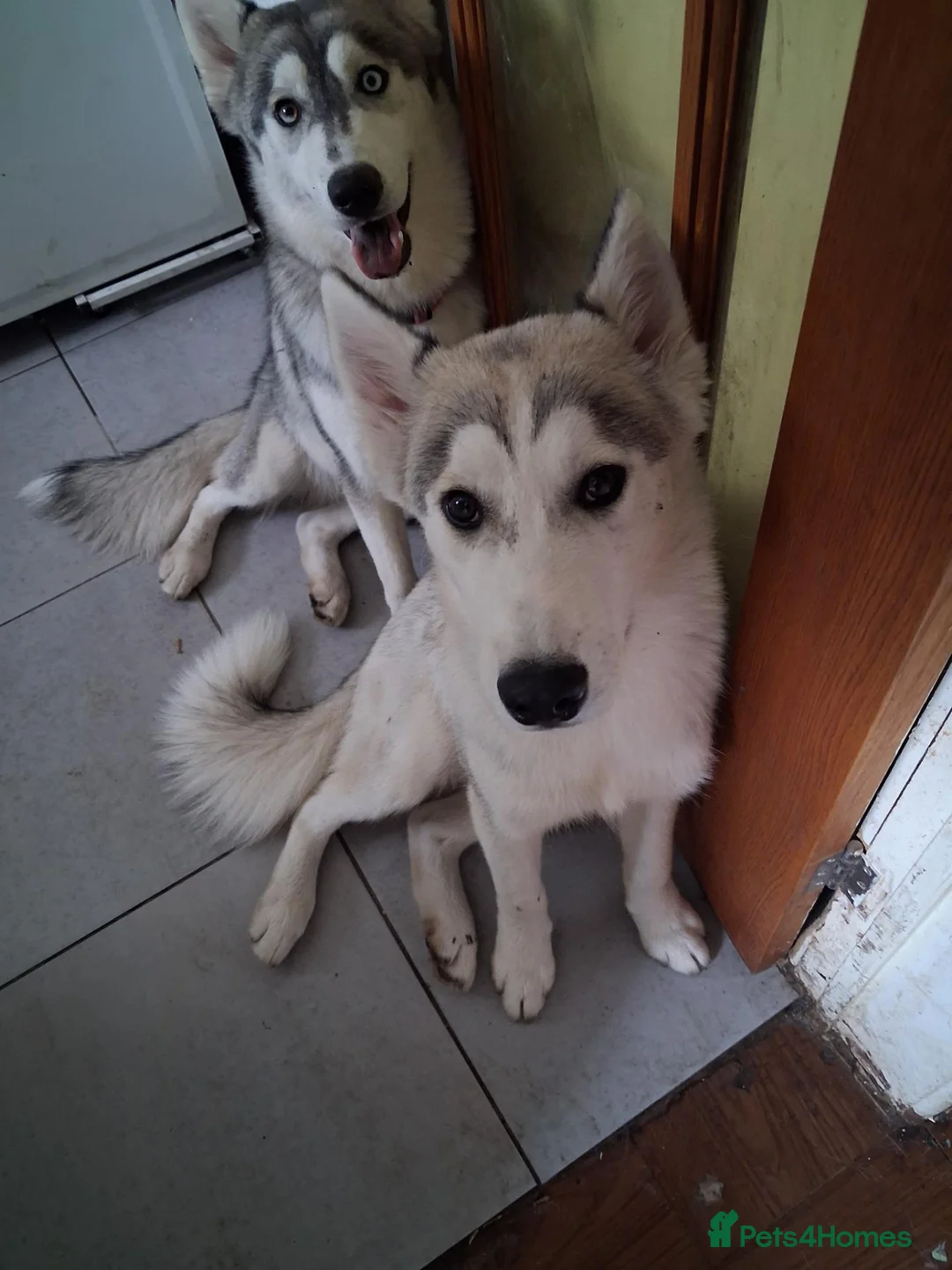 Siberian Husky dogs for sale: Baby boy husky  - Advert 2