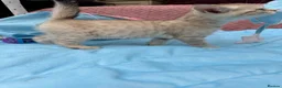 Bengal cats for sale: Snow Mink & Lynx 🩷💙 Pedigree TICA Bengal Kittens - Advert 28