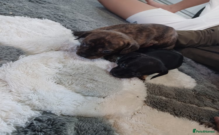 Mixed Breed dogs - Advert 1