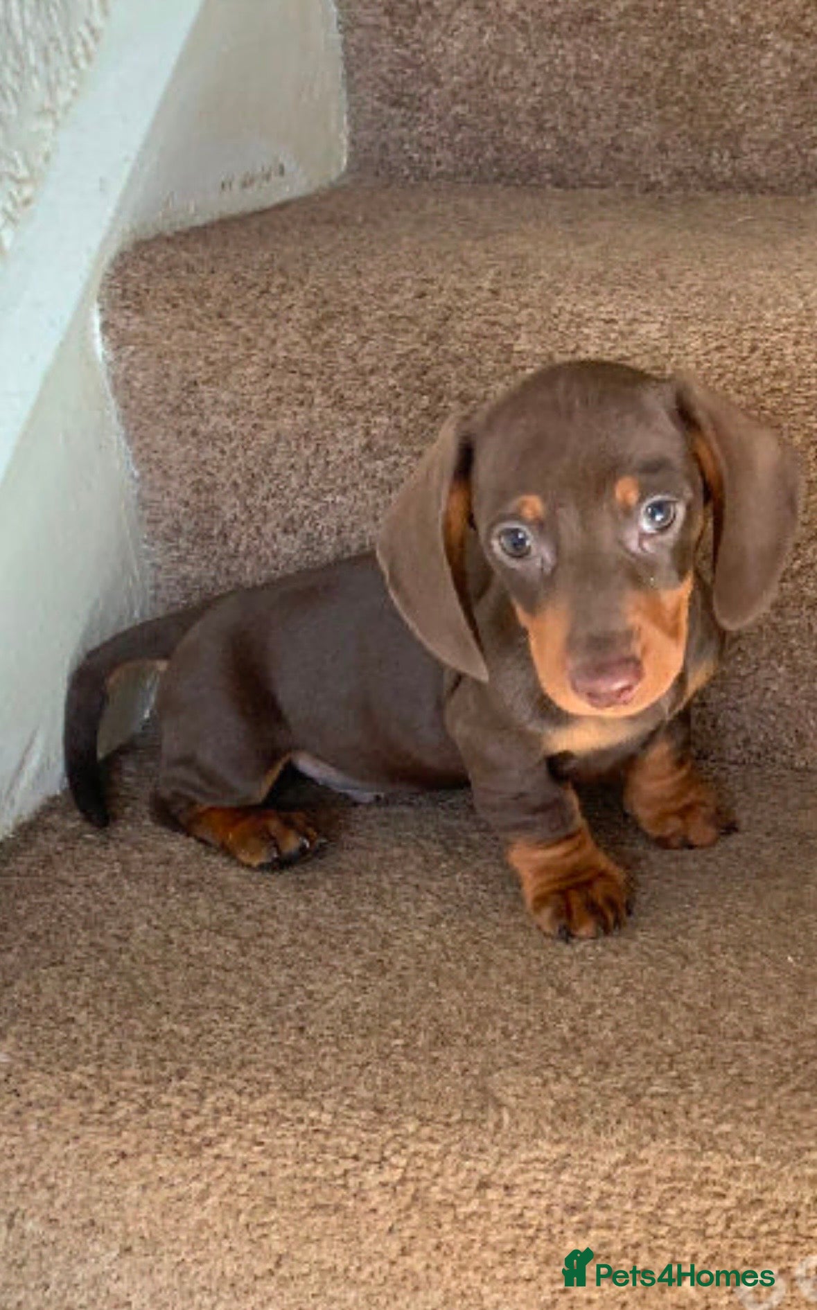 Miniature Dachshund dogs Miniature dachshund  - Advert 2