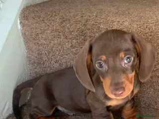 Miniature Dachshund dogs Miniature dachshund - Advert 2