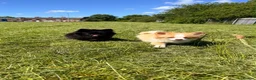 Pomeranian dogs for sale: Fox Face Pomeranian Puppies  in Liverpool - Advert 2