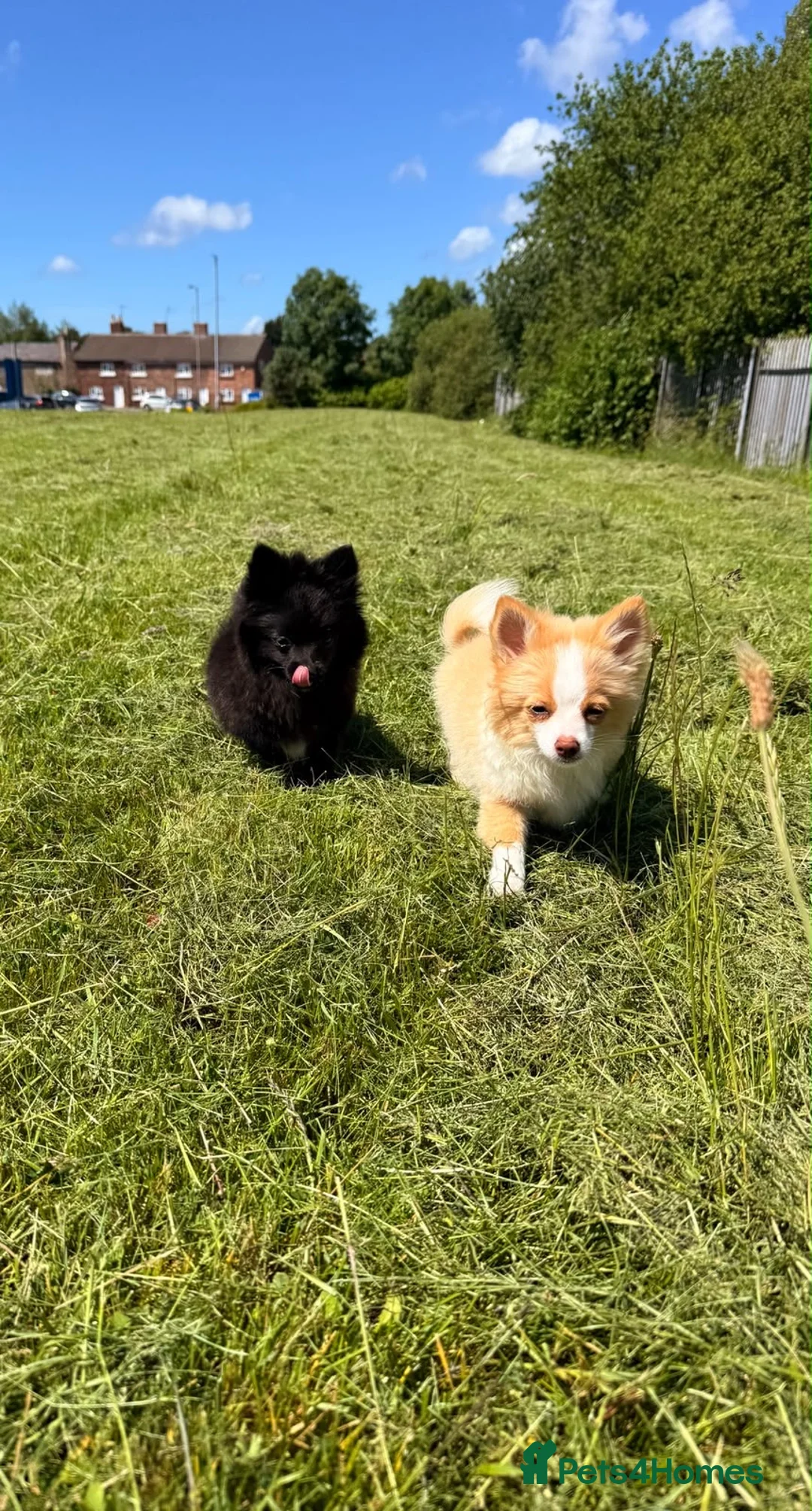 Pomeranian dogs for sale: Fox Face Pomeranian Puppies  in Liverpool - Advert 2