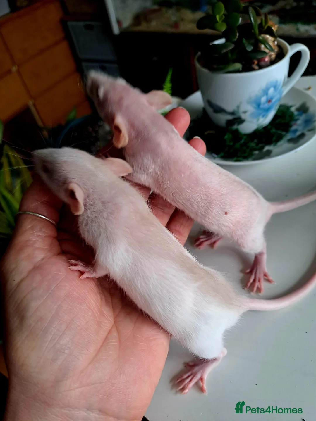 Rat rodents for sale: 2 dumbo boys looking for forever home  - Advert 2