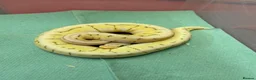 Python Snake reptiles for sale: Ball pythons  in Tredegar - Advert 2