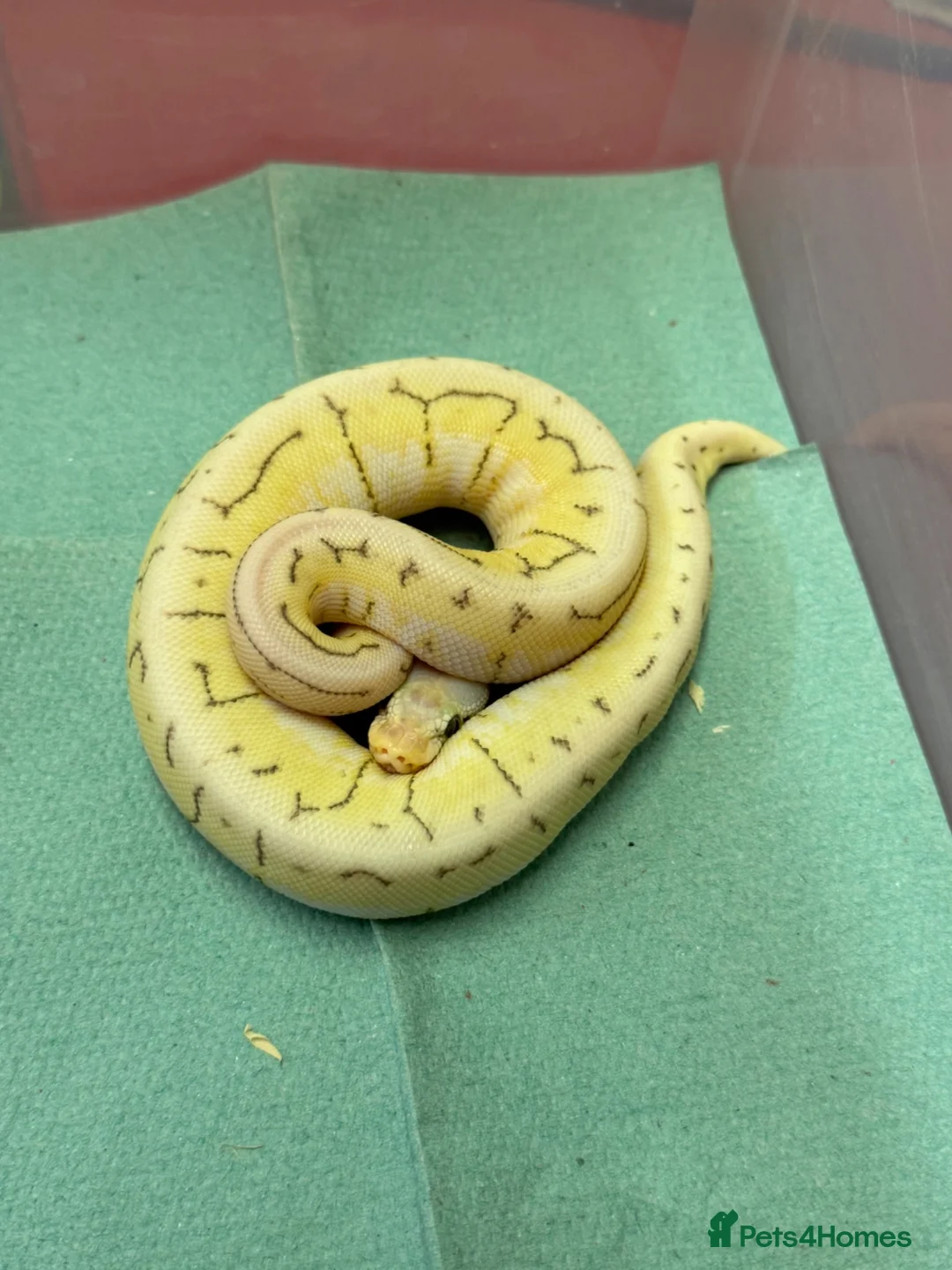 Python Snake reptiles for sale: Ball pythons  in Tredegar - Advert 2