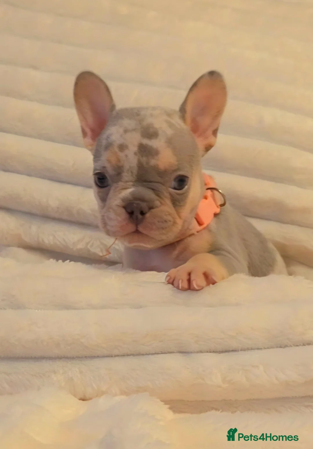 French Bulldog dogs for sale: Ready to leave 💯Tiny French Bulldogs 💯  - Advert 21