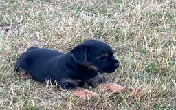 Border Terrier dogs for sale: Beautiful border terrier pups for sale In Kent - Image 4
