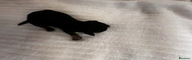 Miniature Dachshund Puppy 2