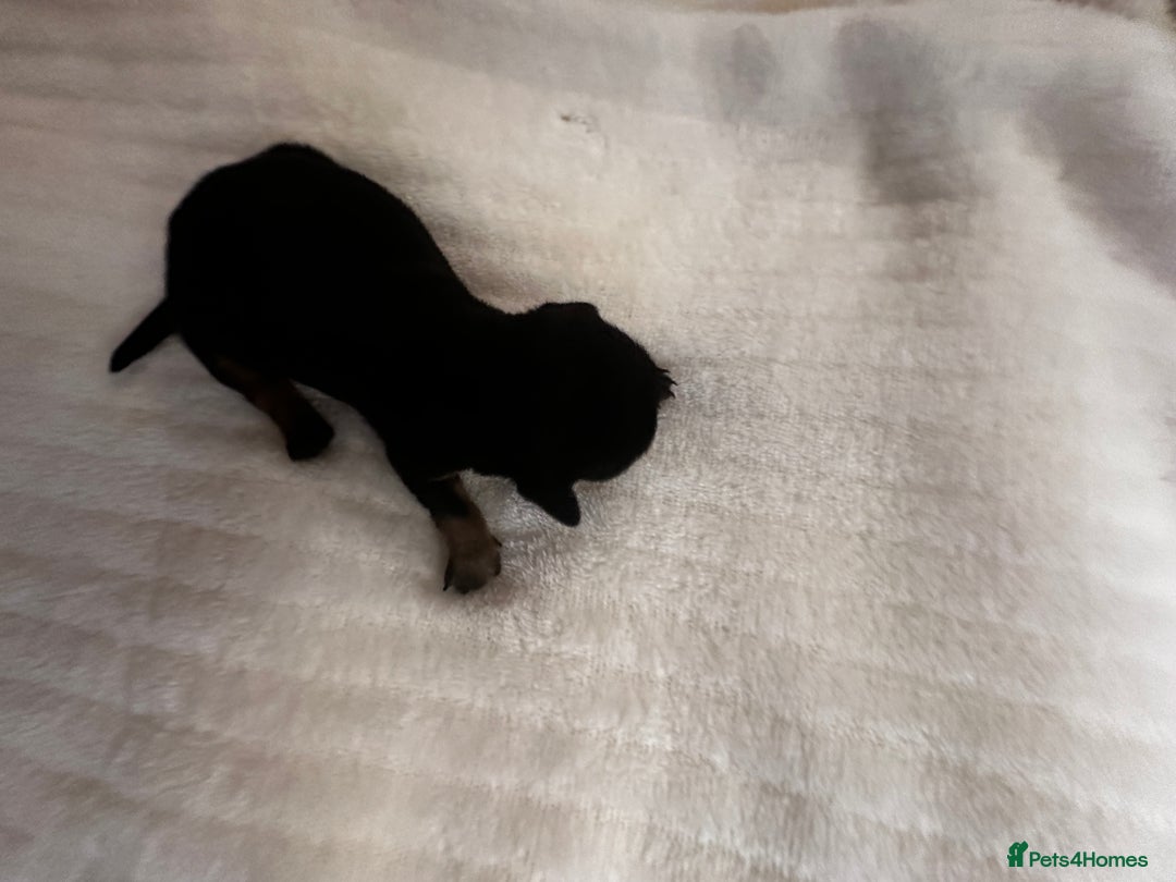 Miniature Dachshund dogs for sale: KC PRA CLEAR  miniature  Dachshund ‘s  - Advert 6