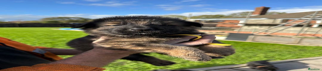 German Shepherd Puppy 6