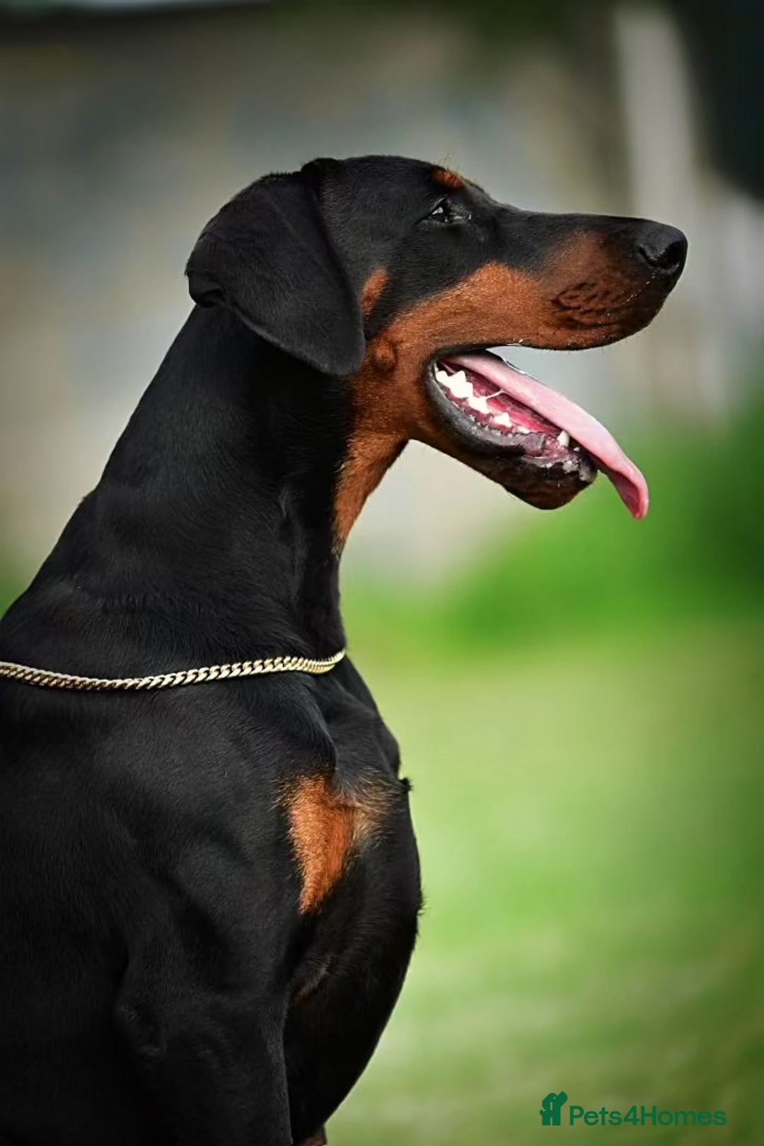Dobermann dogs for stud: 🏆 Champion European Doberman Stud🏆 - Image 3