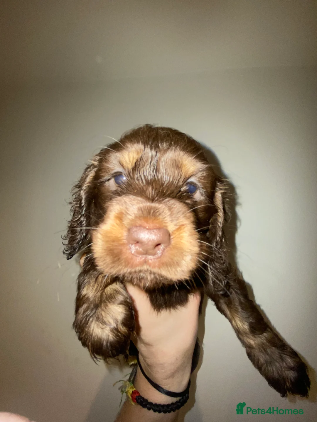 Miniature Dachshund dogs for sale: Long haired miniature dachshund puppies for sale  - Advert 11