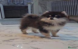 Pomsky dogs for sale: Pomsky puppies very small toy size F3  - Image 6