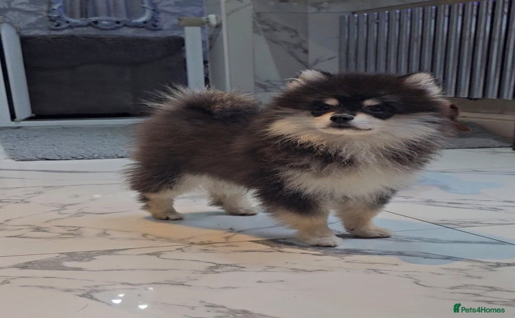 Pomsky dogs - Advert 2