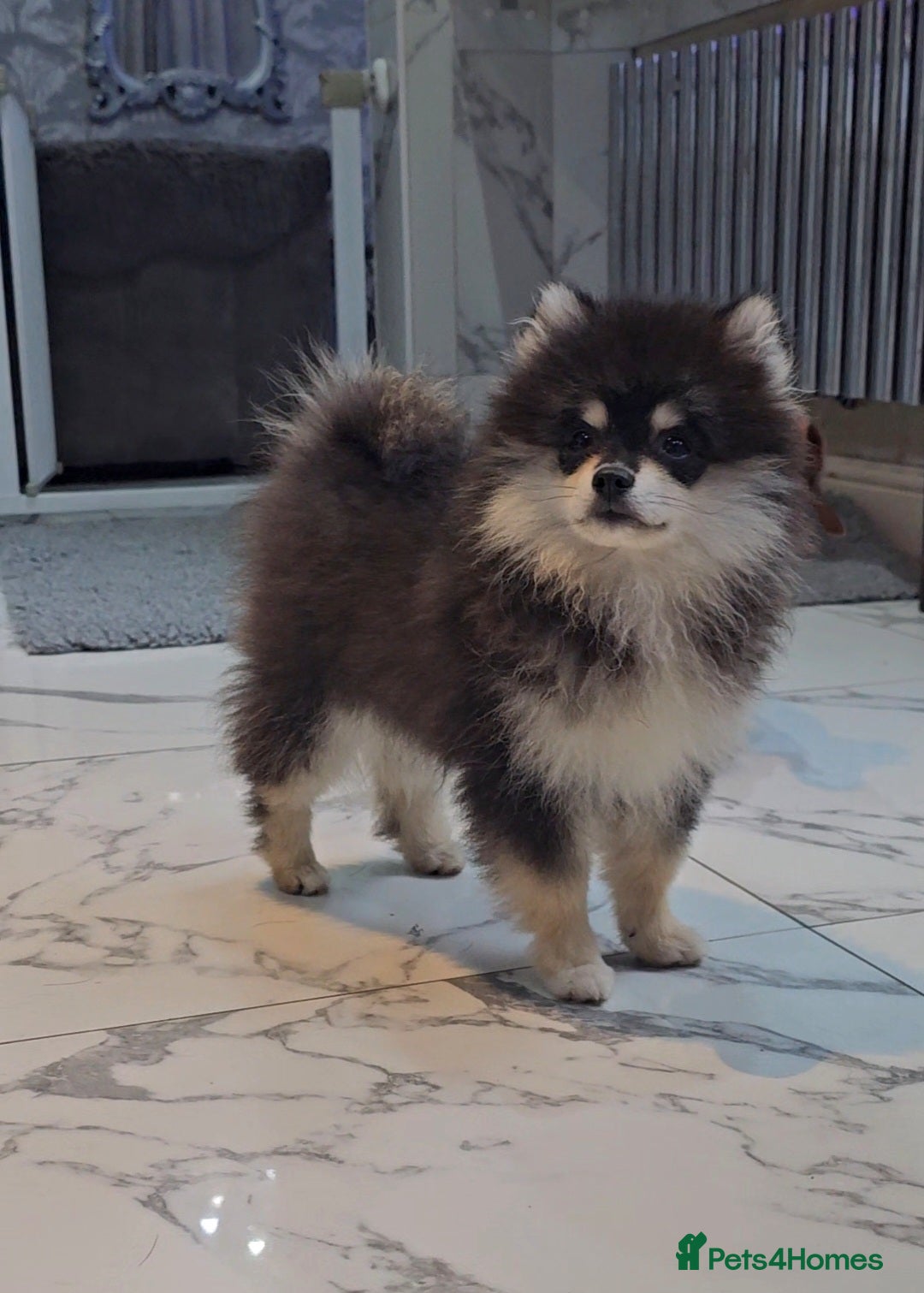 Pomsky dogs for sale: Pomsky puppies very small toy size F3  - Image 6