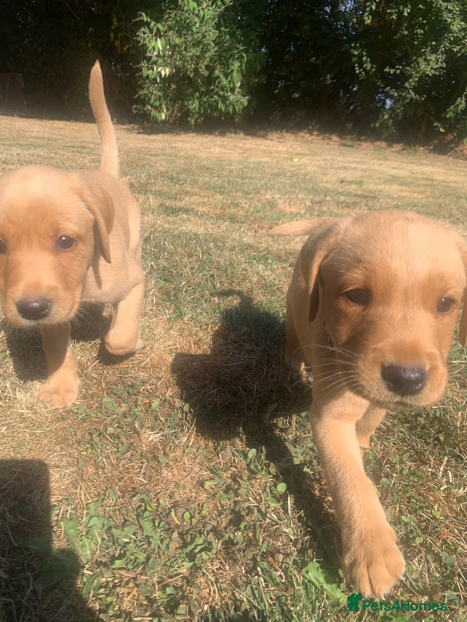 Labrador Retriever dogs  KC Labrador puppies 🐾 - Advert 9