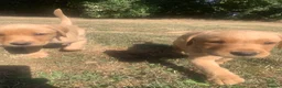 Labrador Retriever dogs for sale:  KC Labrador puppies   - Advert 20