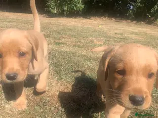 Labrador Retriever dogs KC Labrador puppies 🐾 - Advert 9