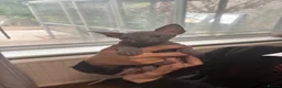 Sphynx cats for sale: Sphynx kittens  - Advert 8