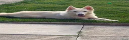 German Shepherd dogs for sale: 7 MONTH OLD WHITE GERMAN SHEPHERD - Advert 2