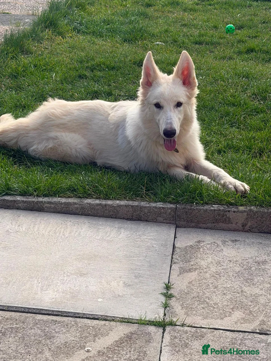 German Shepherd dogs for sale: 7 MONTH OLD WHITE GERMAN SHEPHERD - Advert 2