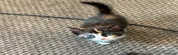 Mixed Breed cats for sale: Kittens for sale  - Advert 2