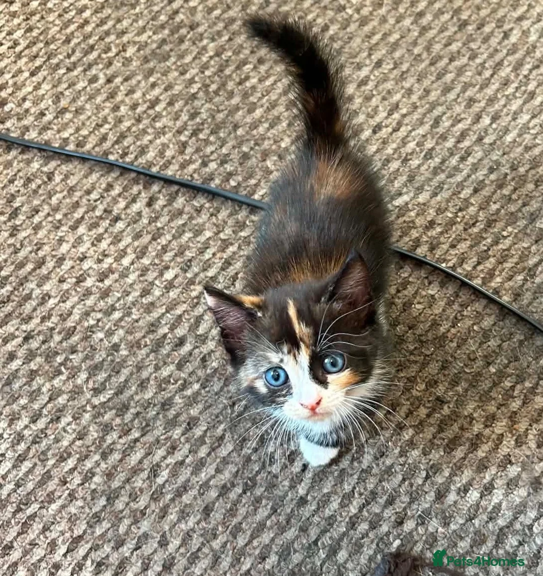 Mixed Breed cats for sale: Kittens for sale  - Advert 2