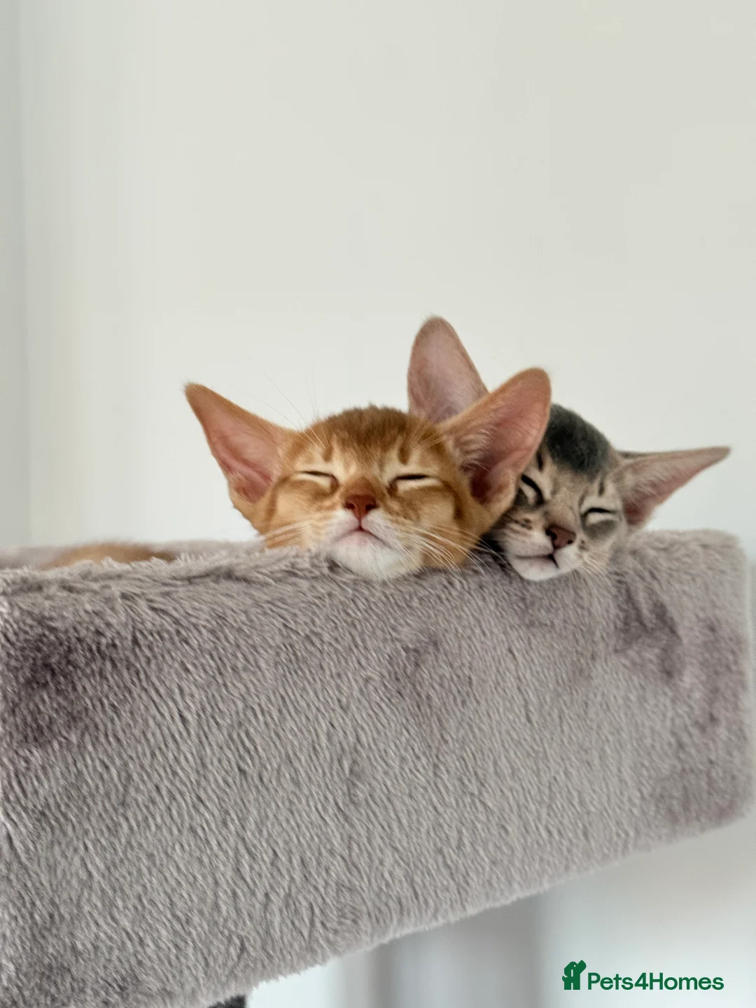 Abyssinian cats for sale: Abyssinian Kittens 🐾 - Advert 16