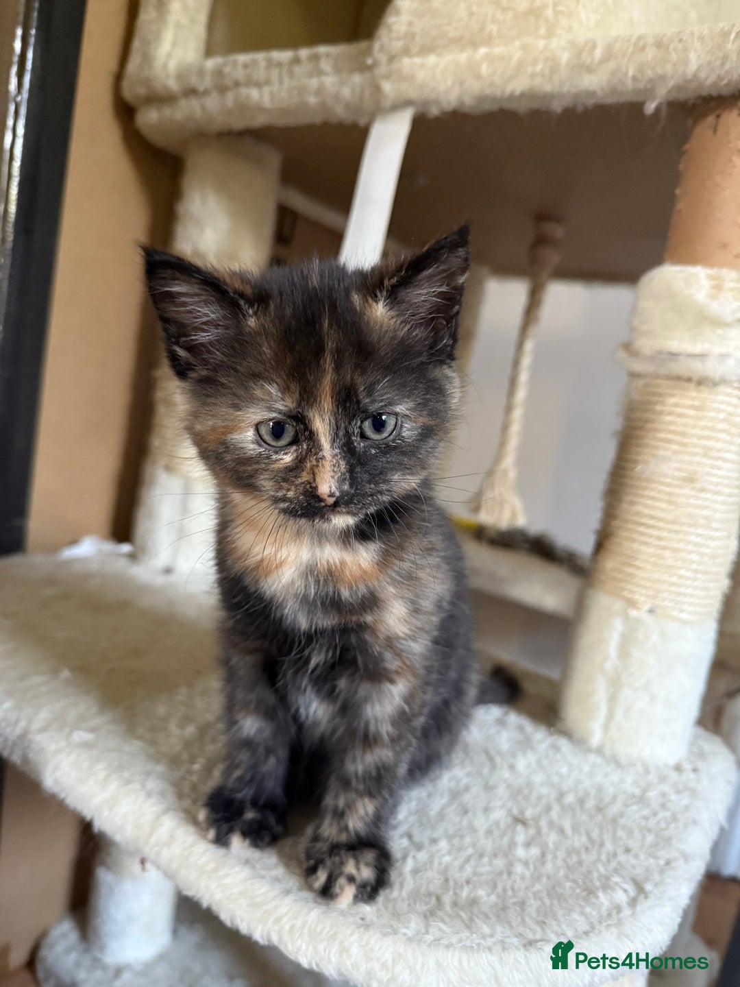Mixed Breed cats for sale: Two beautiful kittens - Advert 1