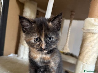 Mixed Breed cats Two beautiful kittens - Advert 3