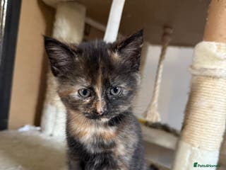 Mixed Breed cats Two beautiful kittens - Advert 3