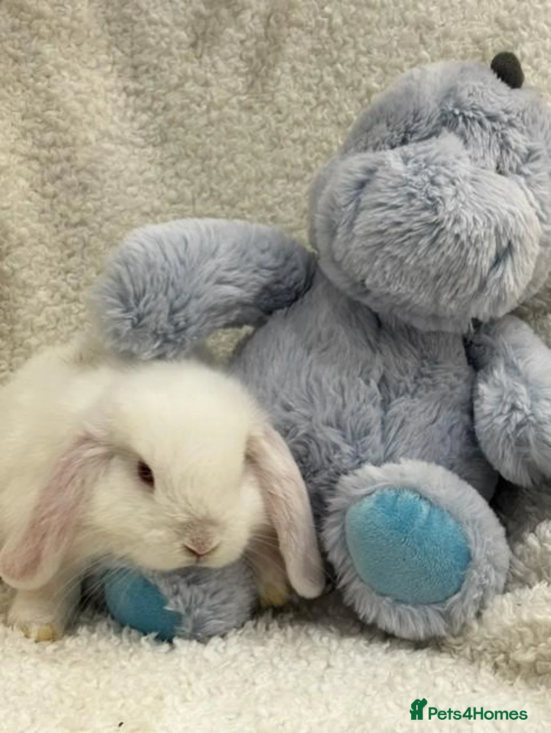 Mini Lop rabbits for sale: Mini Lops (boys) - Advert 2