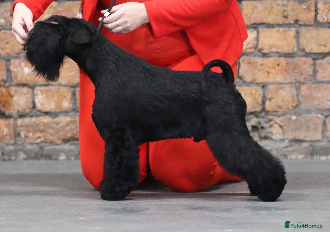 Miniature Schnauzer dogs for sale: Miniature Schnauzer puppies - Advert 3