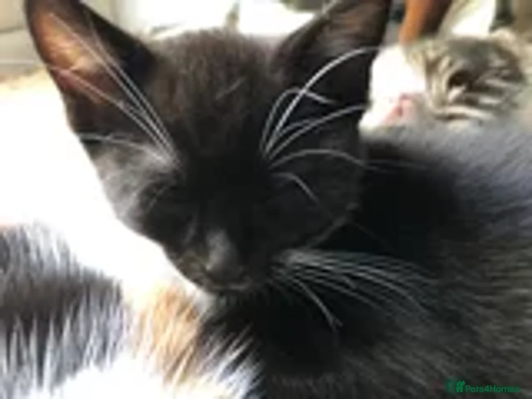 Mixed Breed cats for sale: 2 LEFT: Beautiful kittens in need of good homes - Image 4