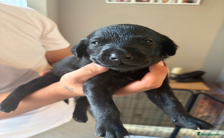Labrador Retriever dogs - Advert 7