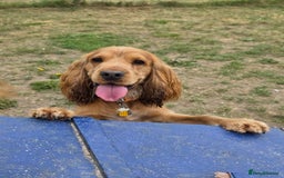 Cocker Spaniel dogs for stud: Stunning  Cocker Spaniel for stud in Northwood - Image 7