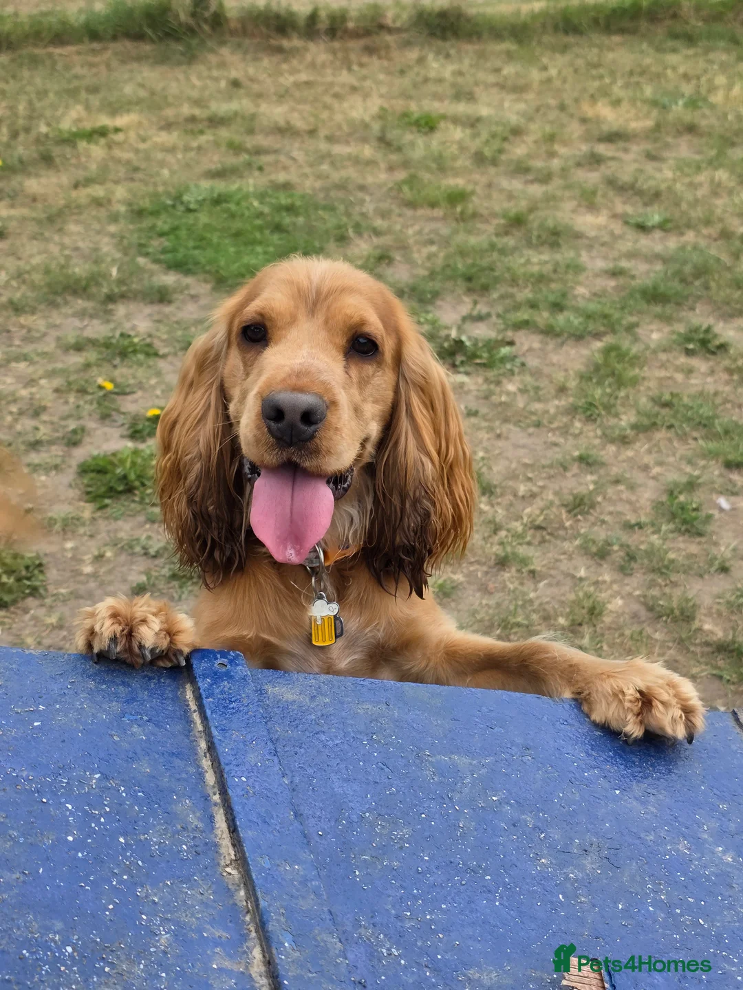 Cocker Spaniel dogs for stud: Stunning  Cocker Spaniel for stud in Northwood - Advert 7
