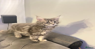Maine Coon cats - Advert 10