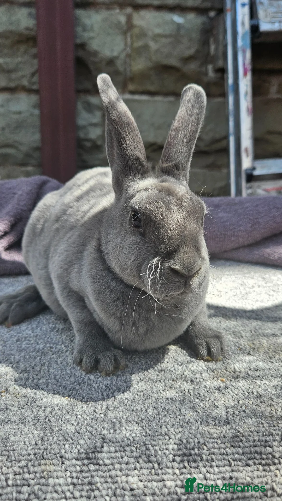 Rex rabbits for sale: Rex & Mini Rex Kits Available - Advert 1