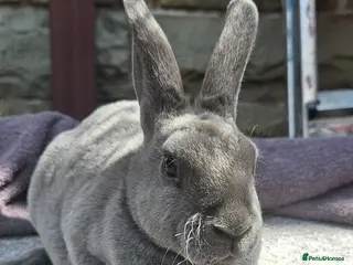 Rex rabbits Rex & Mini Rex Kits Available - Advert 9
