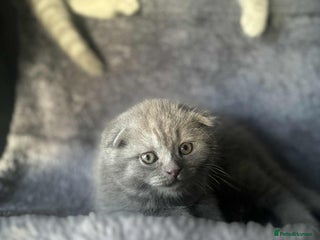 Scottish Fold cats LAST 1 Scottish fold&straight kittens - Advert 14
